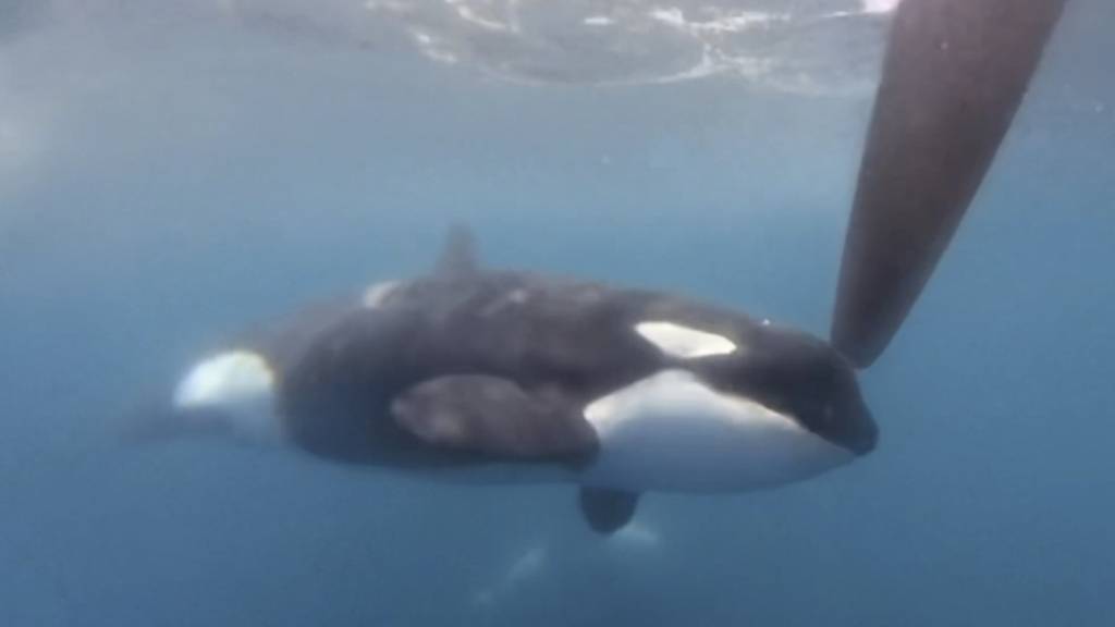 Orcas versenken Segeljacht vor Portugal - Familie gerettet