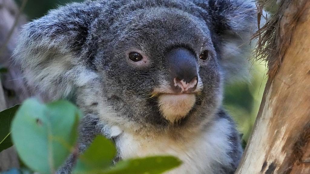 Nach dem Fund Dutzender verletzter und toter Koalas auf einem privaten Grundstück im Südosten Australiens ist ein Forstunternehmen in Melbourne zu einer Geldstrafe von 79'000 australischen Dollar verurteilt worden. (Archivbild)