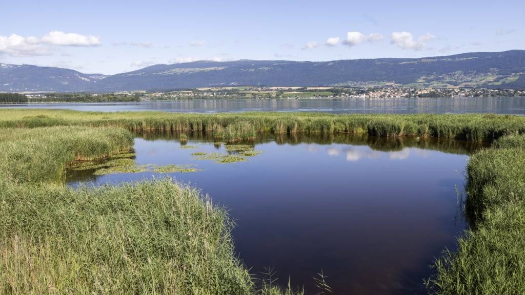 Im Naturschutzgebiet Grande Cariçaie am Neuenburgersee wurde eine lange verschwundene Amphibienart wiederentdeckt. (Archivbild)