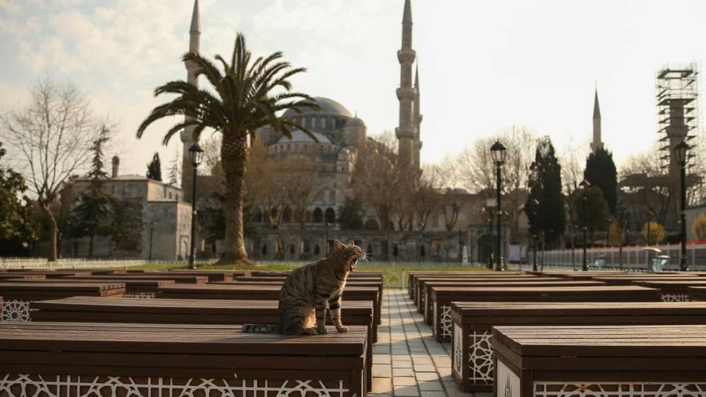 ARCHIV - Eine Katze sitzt im menschenleeren Garten vor der Blauen Moschee. Foto: Emrah Gurel/AP/dpa