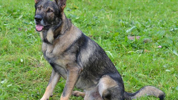 Polizeihunde stoppen Einbrecher-Trio