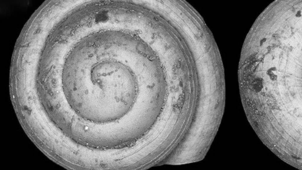 Die Schneckenart Angustopila psammion ist die bisher kleinste Landschnecke, die jemals entdeckt wurde. Lediglich aus dem marinen Bereich sind noch kleinere Gastropoden bekannt.