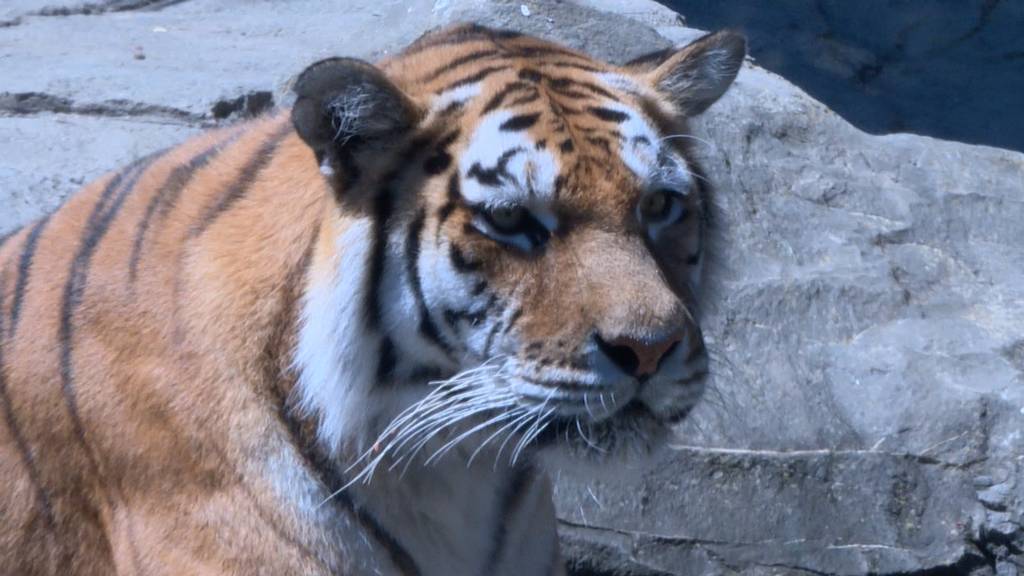 Tiger im Zürcher Zoo kriegt ein fleischiges «Glace»