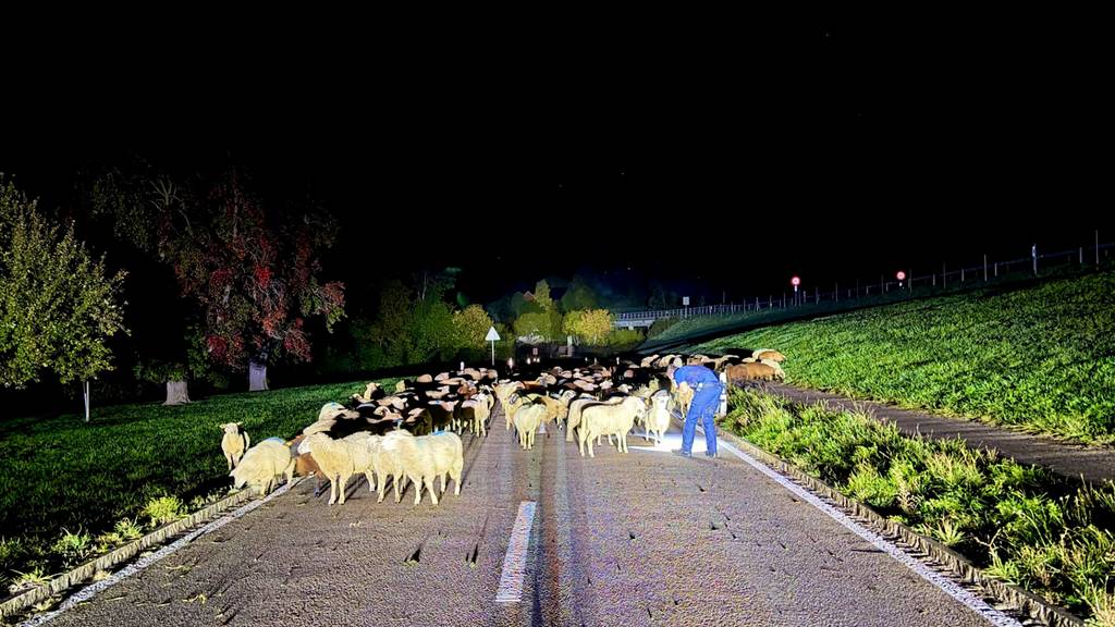 120 Schafe auf der Strasse