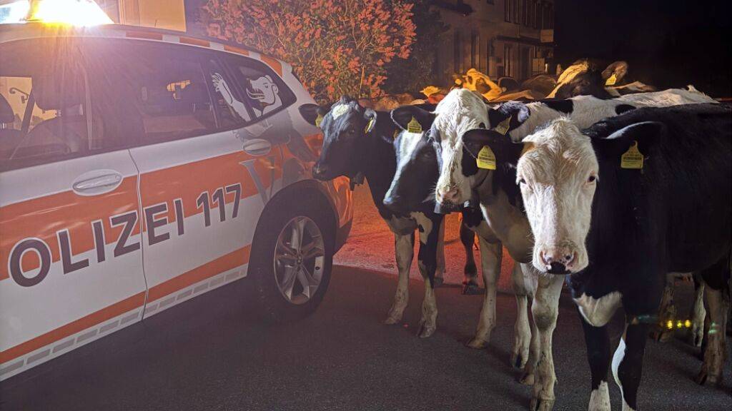 Die Polizei traf in der Nacht auf Freitag mehrere Rinder auf der Strasse in Walzenhausen AR an.