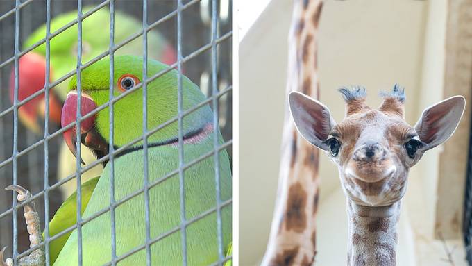 Vogelpark Ambigua/ Junger Giraffe im Zoo Basel