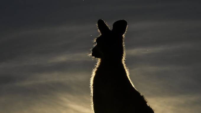 Känguru attackiert Golferin – «Zustand stabil»