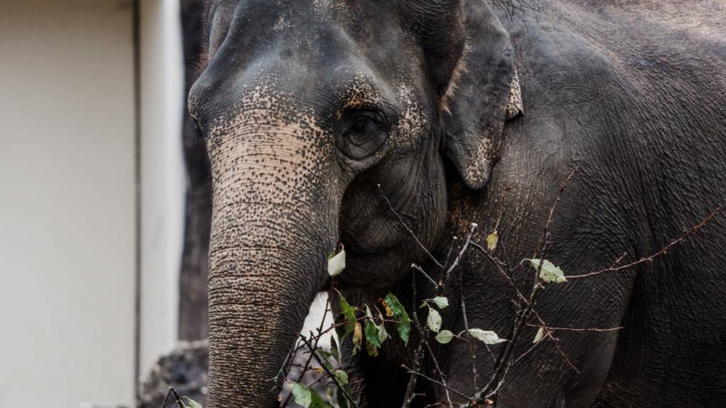 Die 34-jährige Elefantenkuh Panang zieht vom Münchner Tierpark Hellabrunn in den Zoo Zürich.