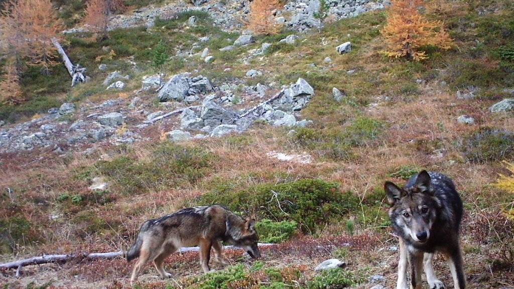 Gibt es gemäss Walliser Regierung nicht mehr: Zwei Wölfe des Augstbord-Rudels in einem Foto vom November 2016. (Archiv)