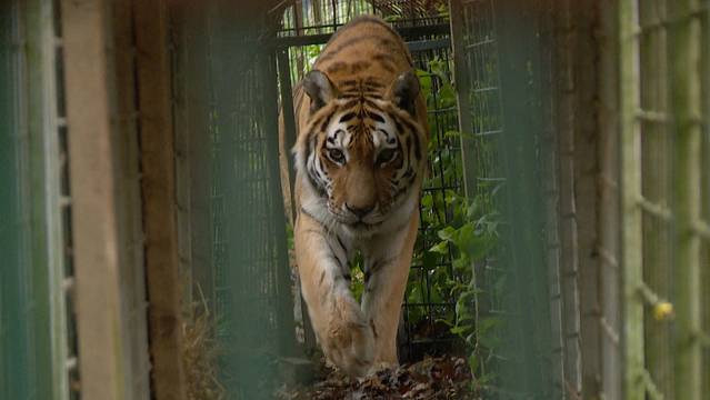 Special: Die Raubtierzüglete der Tigerdame Tanja