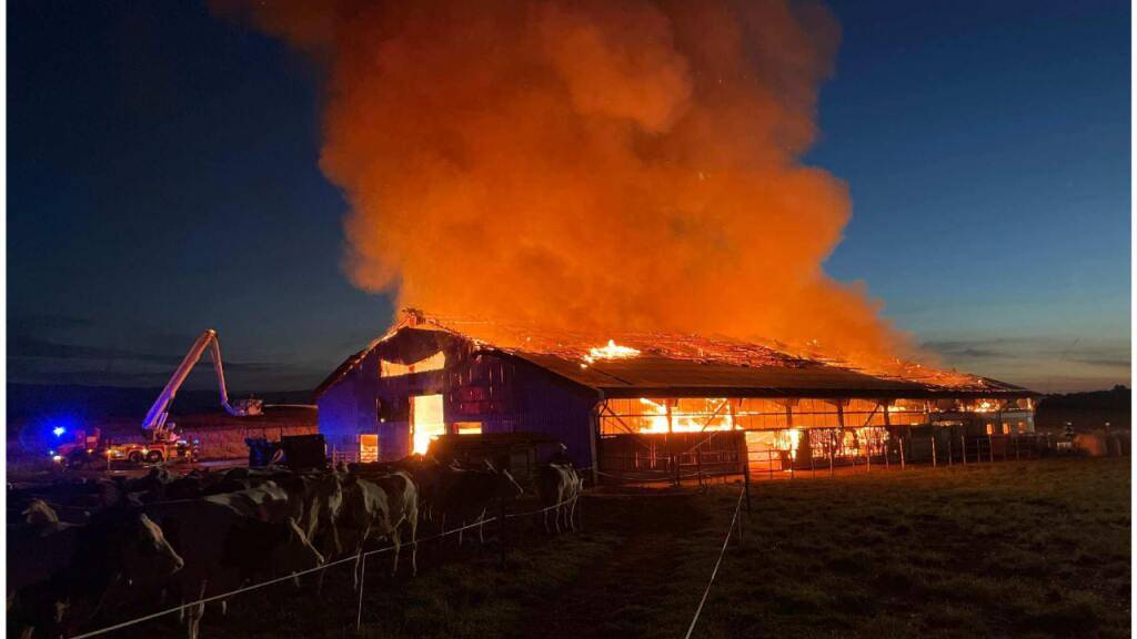 Eine Kuh musste eingeschläfert werden: Stallbrand in Forel FR.