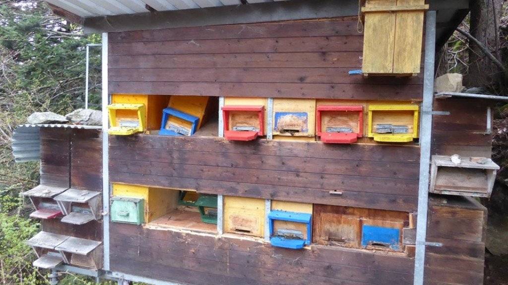 Dieser Bienenstand in der Urner Gemeinde Silenen ist von einem hungrigen Bär aufgesucht und beschädigt worden. Nun werden die Bienenvölker durch einen Elektrozaun vor dem Grossraubtier geschützt.