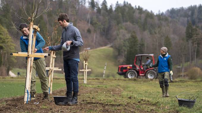 Solothurns grüne Zukunft: Erstes Agroforstprojekt gestartet