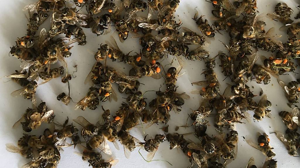 Die Attraktivität von Spargelblüten für Bienen wird oft unterschätzt. Der Einsatz eines Insektizids auf einem Spargelfeld führte 2020 auf einem benachbarten Bienenstand zu einem hohen Totenfall.