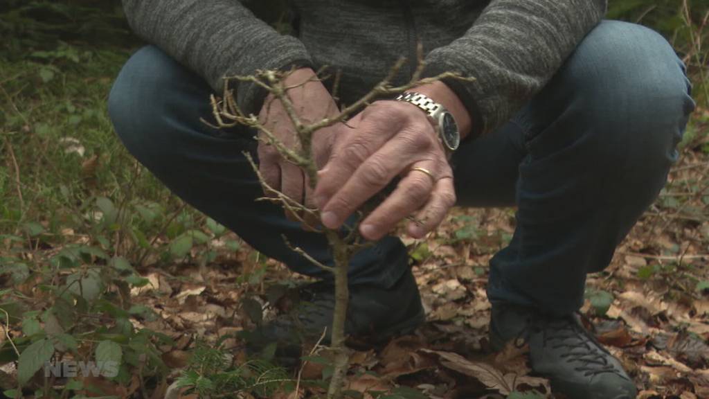 Wildschäden in den Wäldern