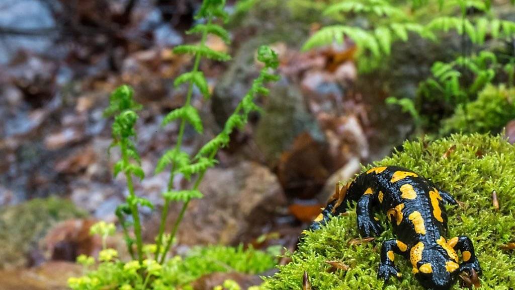 Noch hat der tödliche Pilz die wilden Feuersalamander in Deutschland nicht erwischt. 100 Terrarientiere sind ihm aber bereits erlegen. (Archivbild)