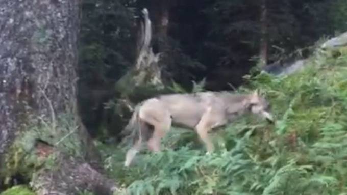 Unbekannter Wolf tappt in Fotofalle