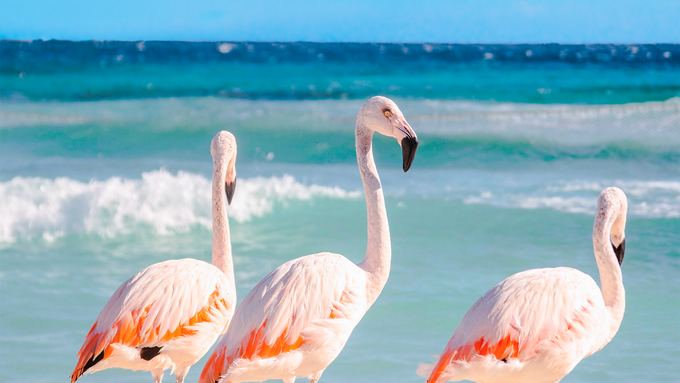 Ferien auf Aruba: Traumstrände und Flamingos