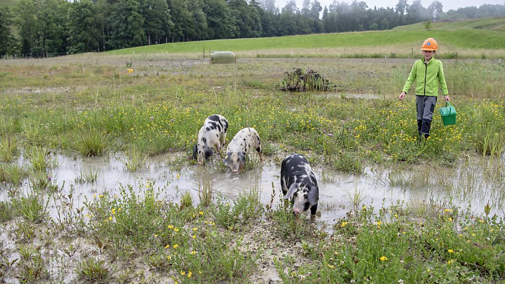 Können schwimmen und sorgen für Biodiversität: Drei Turopolje-Schweine im ehemaligen Schlammweiher einer Kiesgrube in Edlibach.