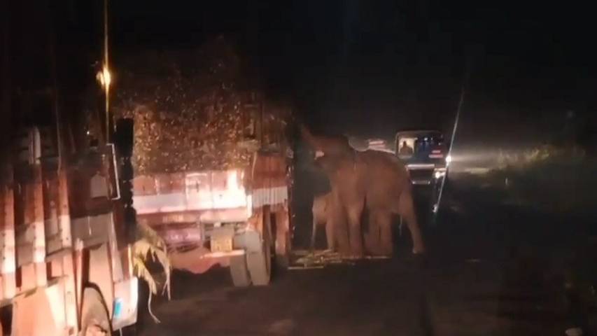 Elefantenkuh und ihr Kalb «überfallen» Zuckerrohr-Transporter