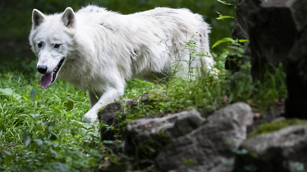 Ein kranker Wolf wurde in einem Garten in Valens SG im Taminatal vom Wildhüter erlegt. (Symbolbild)