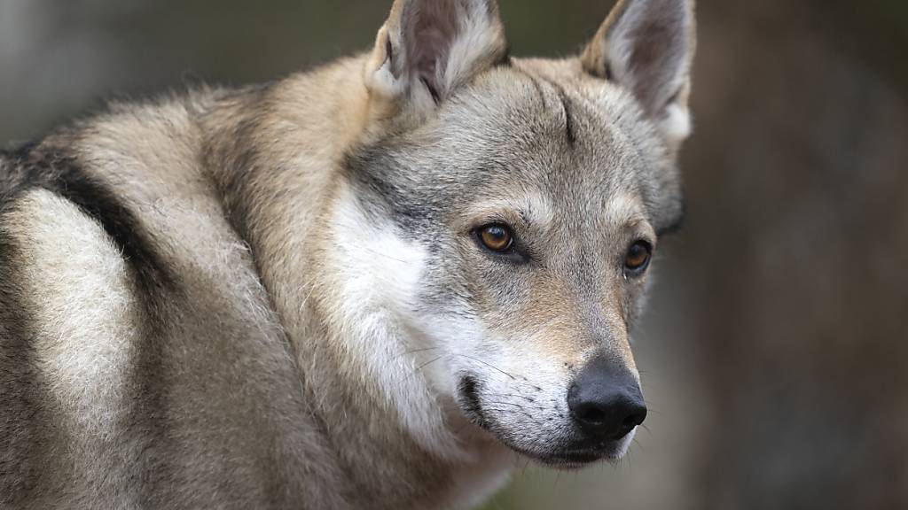 Ein Wolf hat in Trogen ein Schaf gerissen. (Symbolbild)