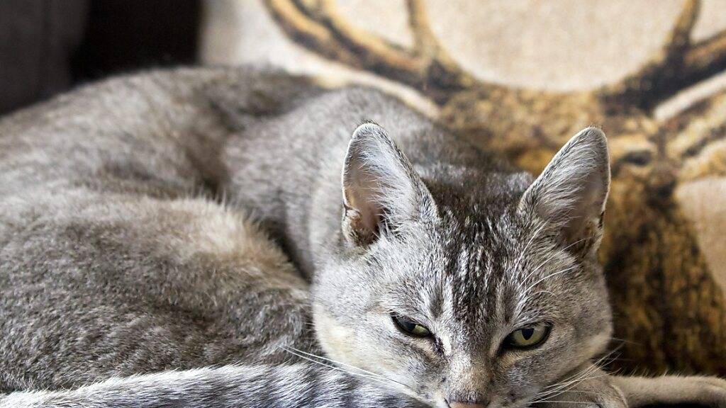 Bis heute lässt sich die Abstammung der meisten modernen Hauskatzen zu weniger als zehn Prozent auf Wildkatzen zurückführen. (Archivbild)