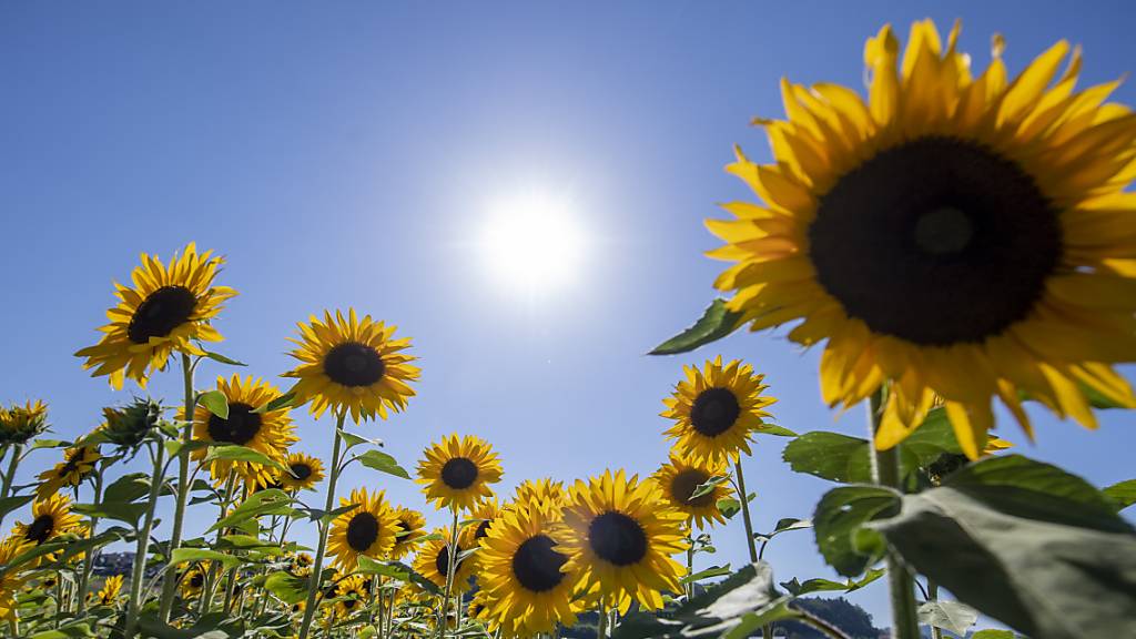 Die Sonne scheint über einem Sonnenblumenfeld Mitte Juli bei Bremgarten AG. (Archivbild)