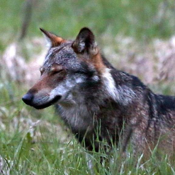 Mehr als 20 Wölfe seit Anfang Dezember getötet