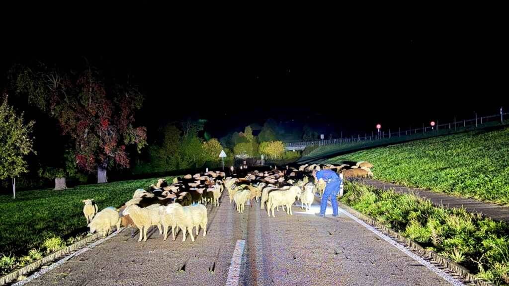Die Kantonspolizei Appenzell Ausserrhoden begegnete in der Nacht auf Dienstag in Niederteufen AR rund 120 Schafen.