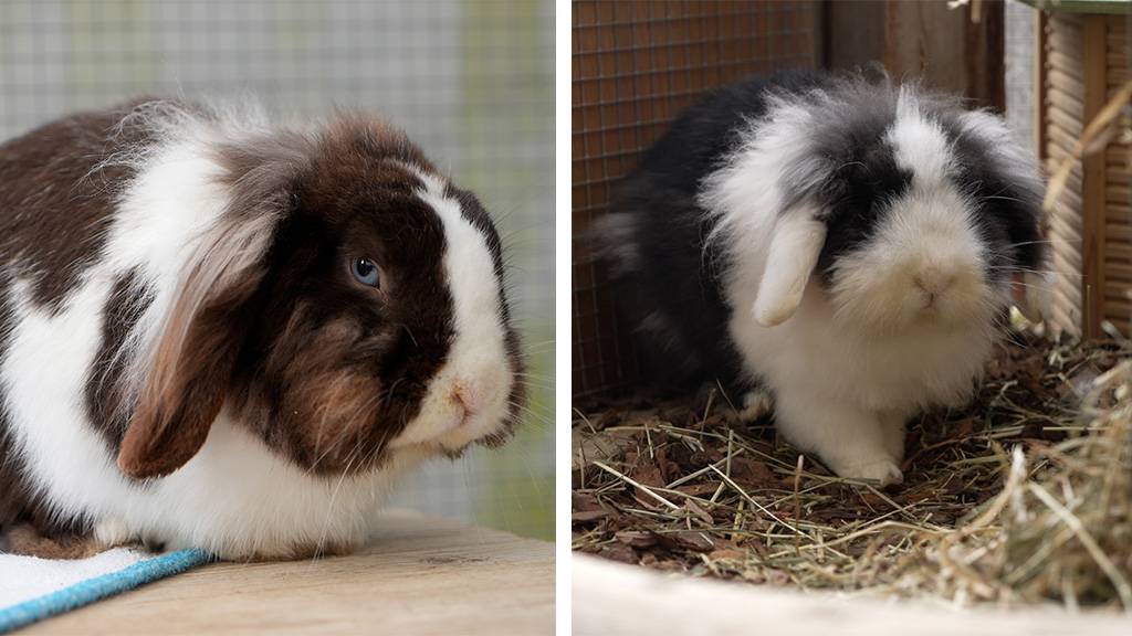 Pumpkin und Potato