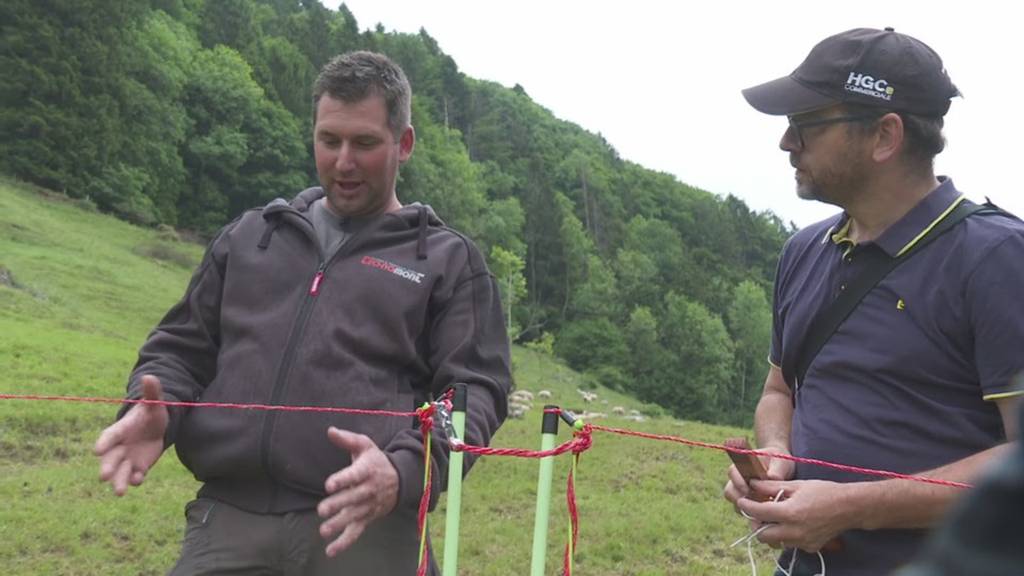 Kanton Schwyz will den Herdenschutz verbessern