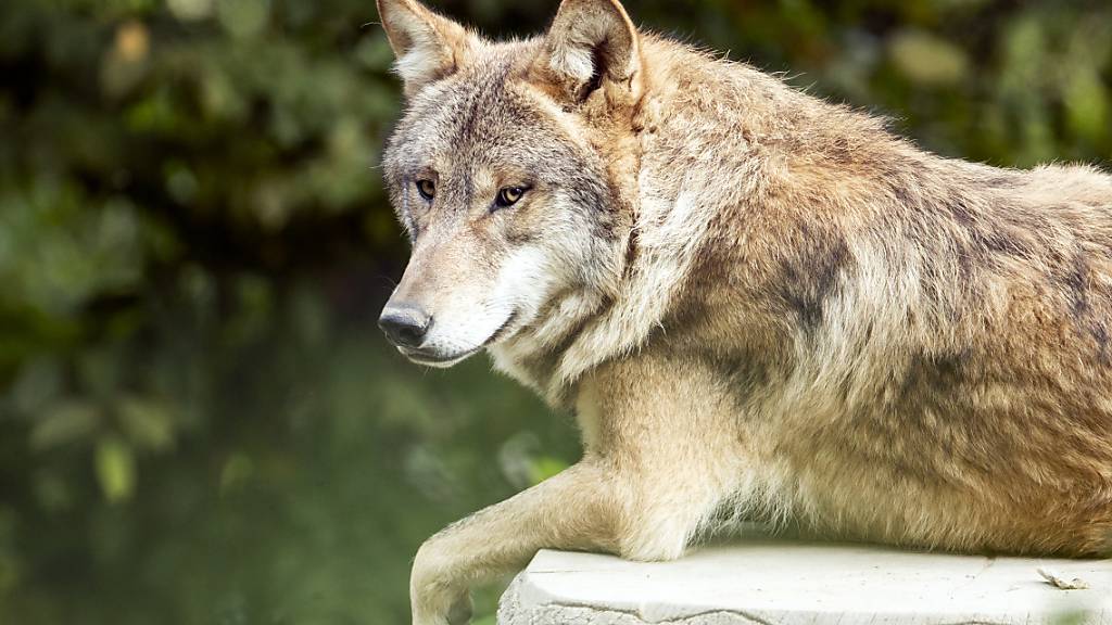 Bauernverbände fordern «Wolfs-Notstand»