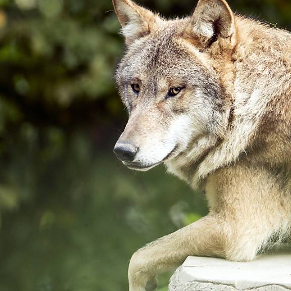 Bauernverbände fordern «Wolfs-Notstand»