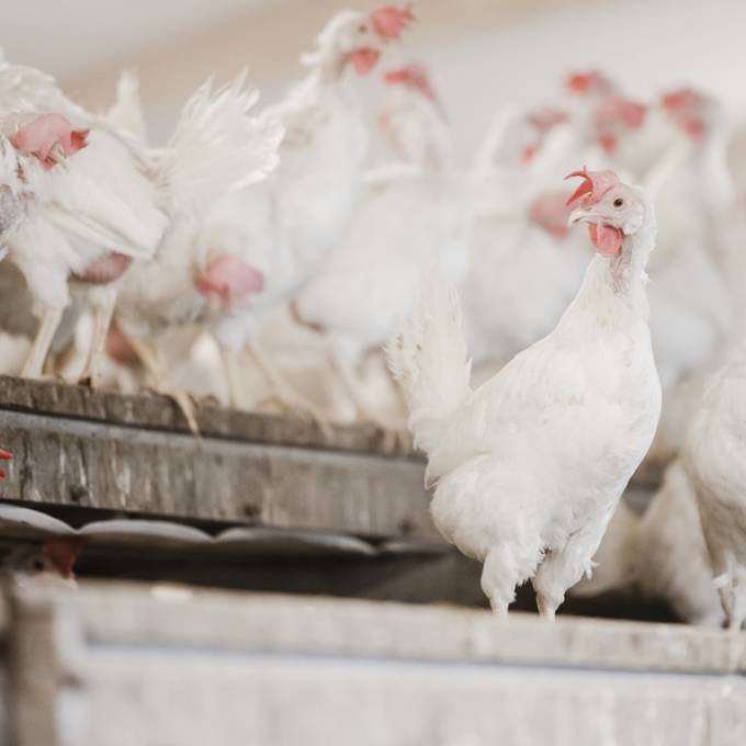 Derzeit verbreitetes Vogelgrippe-Virus bei Toter in China entdeckt