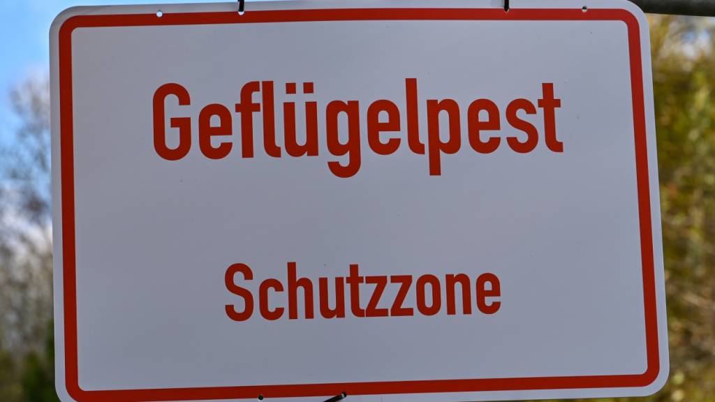 Die Vogelgrippe ist in der Schweiz - im Gegensatz zu Deutschland - noch nicht angekommen. (Symbolbild)