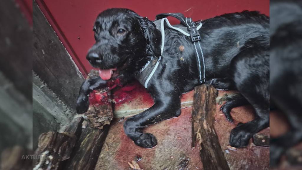 Kampfhunde: Die Aargauer Regierung verzichtet auf ein Verbot, das 22’000 Hunde betreffen würde