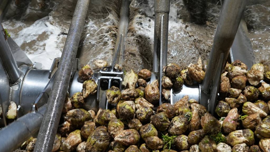 Vor der Verarbeitung werden die Zuckerrüben in der Fabrik in Aarberg gewaschen. (Archivbild)