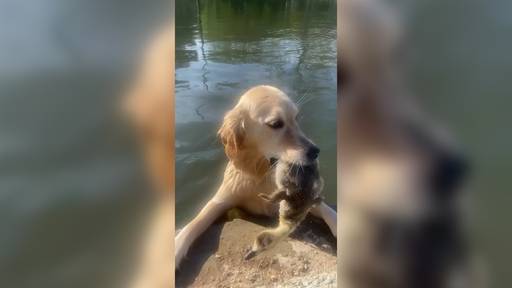 Entchen statt Stöckchen: Golden Retriever fischt Baby-Ente aus einem Teich