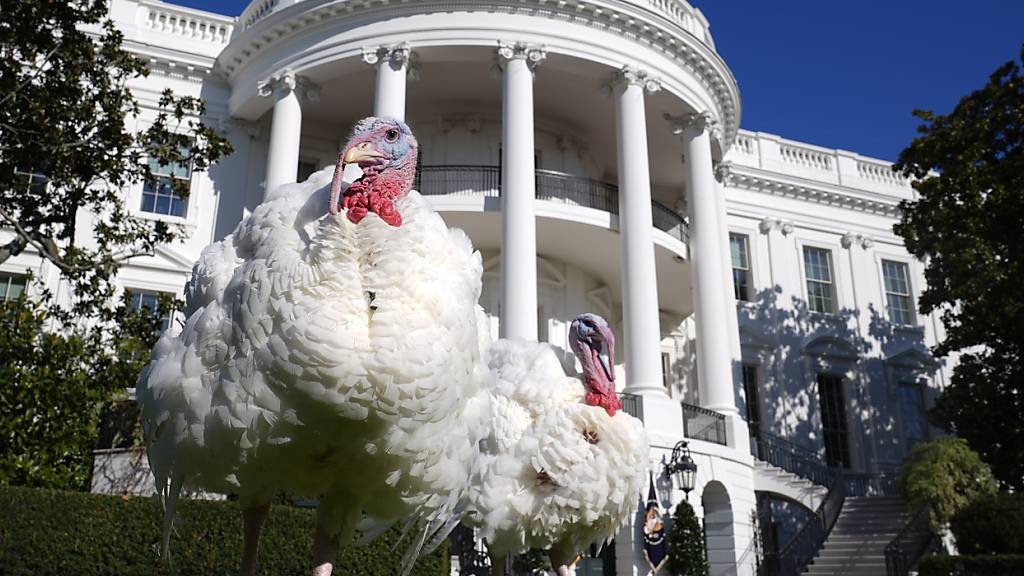 Biden begnadigt Truthähne vor Thanksgiving