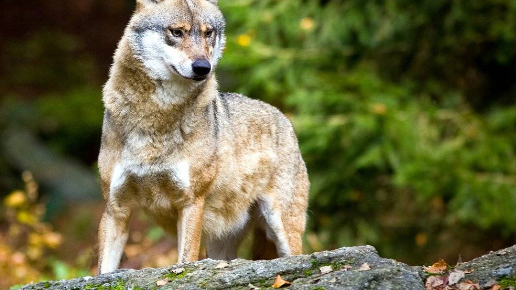 Das Bundesamt für Umwelt hält die Abschussverfügung für einen Wolf im Wallis für nicht gesetzeskonform. (Symbolbild)