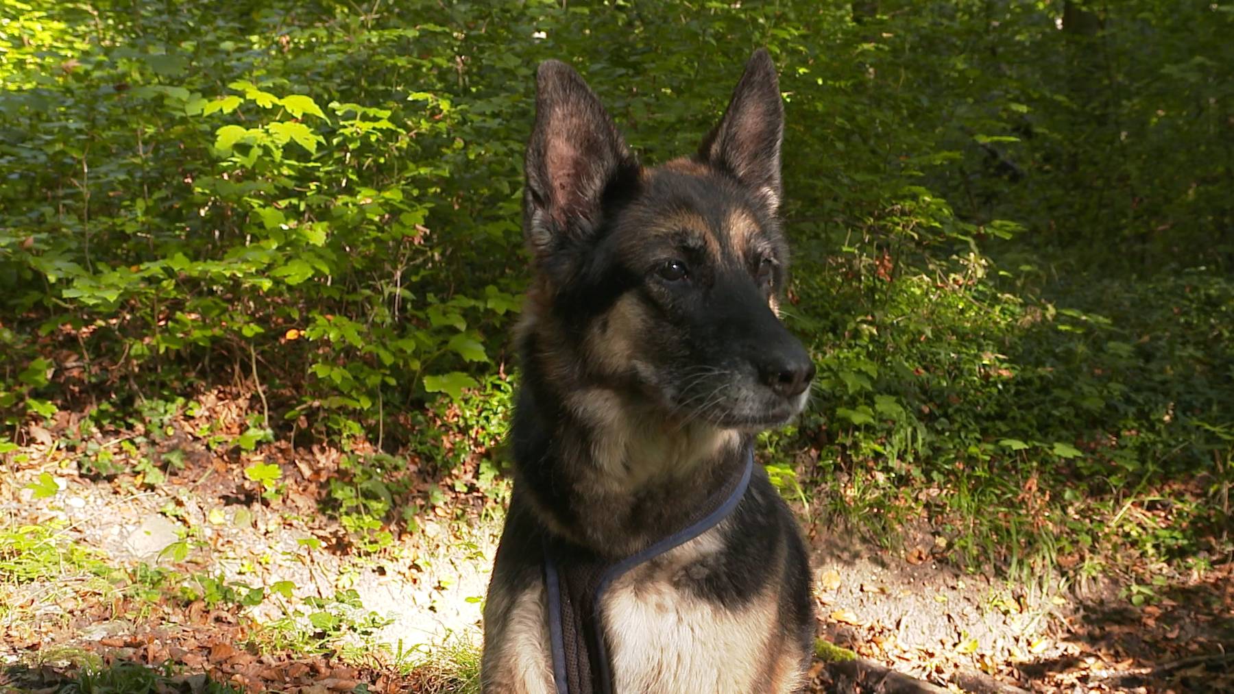 Kimba
