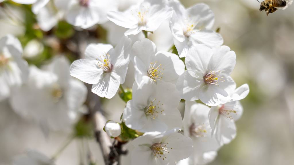 Wintereinbruch Ende März setzt Frühling ein jähes Ende