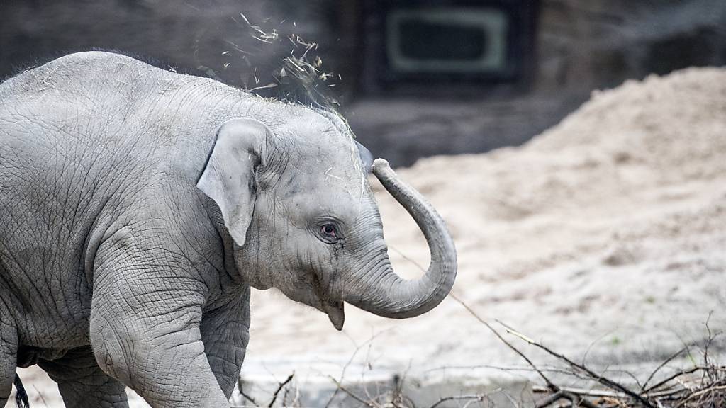 Fondation Franz Weber erhebt schwere Vorwürfe gegen Zoo Zürich