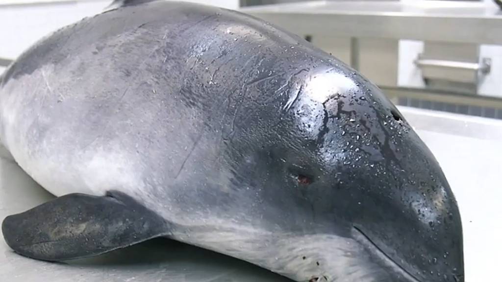 Unterwasserexplosionen durch ungeschützte Sprengung von Munition aus dem Zweiten Weltkrieg können die Meerestiere schwer verletzten: ein toter Schweinswal.