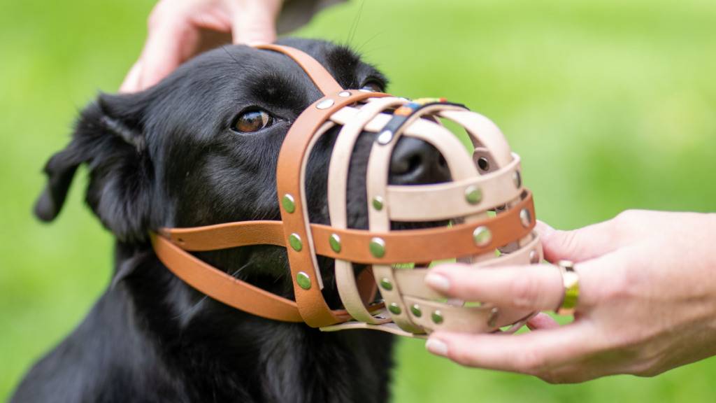 Verwaltungsgericht lässt Halterin von bissigem Hund abblitzen