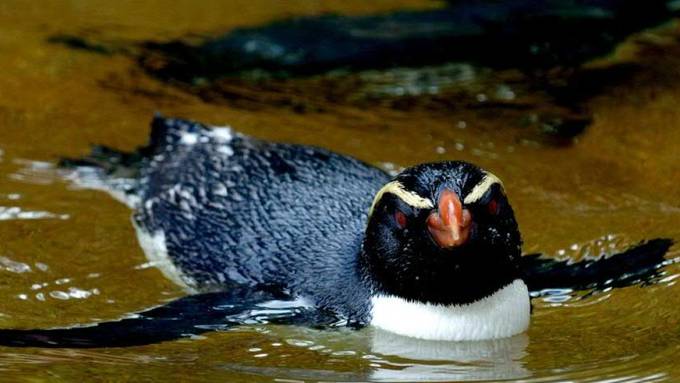 6800 Kilometer: Dickschnabelpinguine sind Langstreckenschwimmer