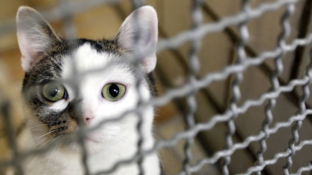 Am Anschlag: Katzen führen zu überfüllten Tierheimen