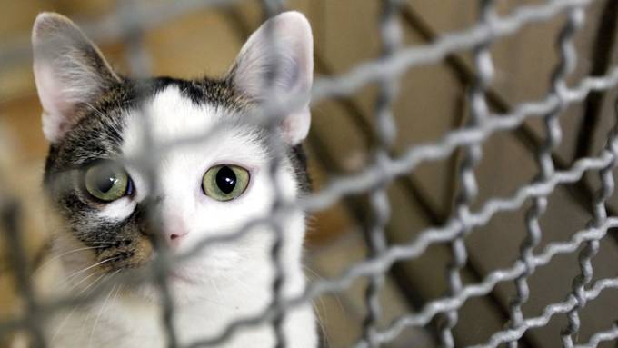 Am Anschlag: Katzen führen zu überfüllten Tierheimen