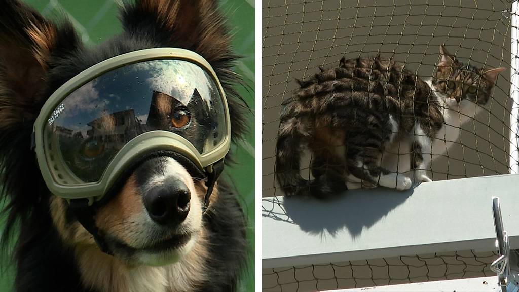 Brillenträger Hund / Katzen-sicherer Balkon